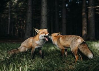 A Fox Without a Tail Completing Story