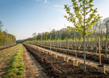 Tree Plantation Paragraph